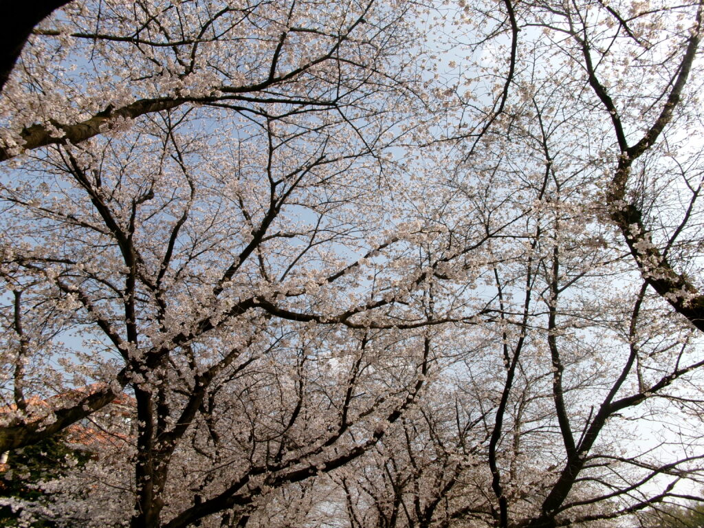 パティオへお花見🌸